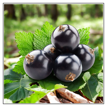 Load image into Gallery viewer, iJuice Black Currant