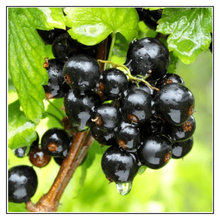 Load image into Gallery viewer, iJuice Black Currant