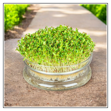 Load image into Gallery viewer, iJuice Alfalfa Sprouts