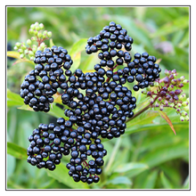 Load image into Gallery viewer, iJuice Eldelberry