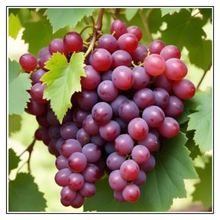 Load image into Gallery viewer, iJuice Grape