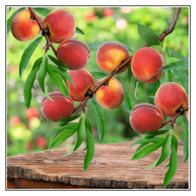 Load image into Gallery viewer, iJuice Peach