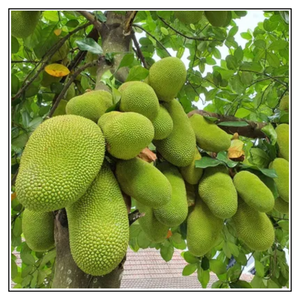 iJuice Jackfruit