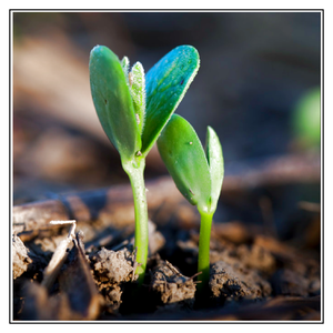 iJuice Soy Sprouts