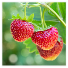 Load image into Gallery viewer, iJuice Strawberry